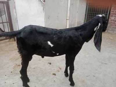 beetal male (khasi) age 7 month, good blood line