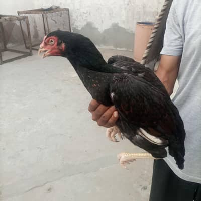 aseel murgy