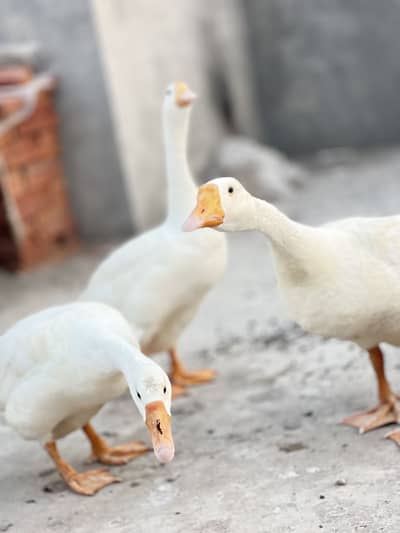 3 white duck long neck two female one male