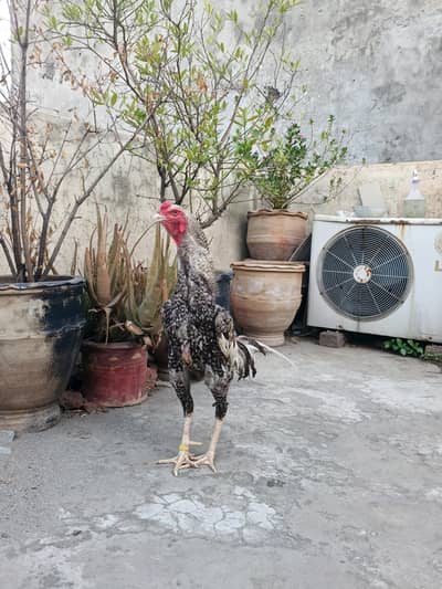 Coco shamo male