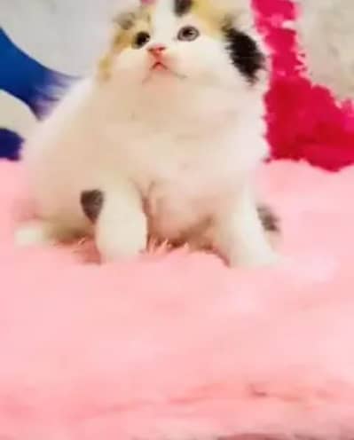 (Persian female kitten) (for sale all) (Pakistan delivery available)