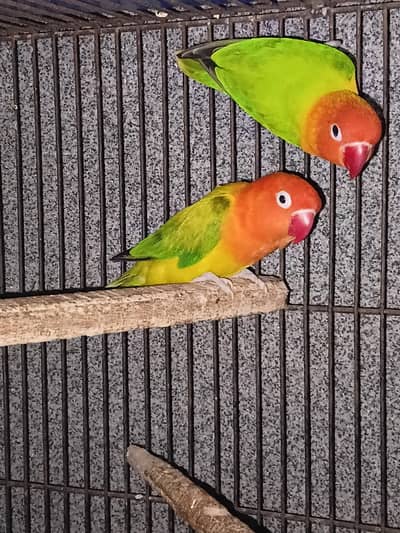 love birds breeder pair