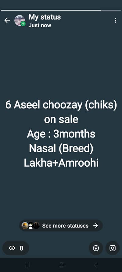 6 chick's for sale at minimum price