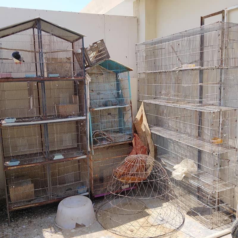 cages 1