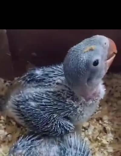 Alexanderain Kashmiri Raw jumbo size chick 03091489914