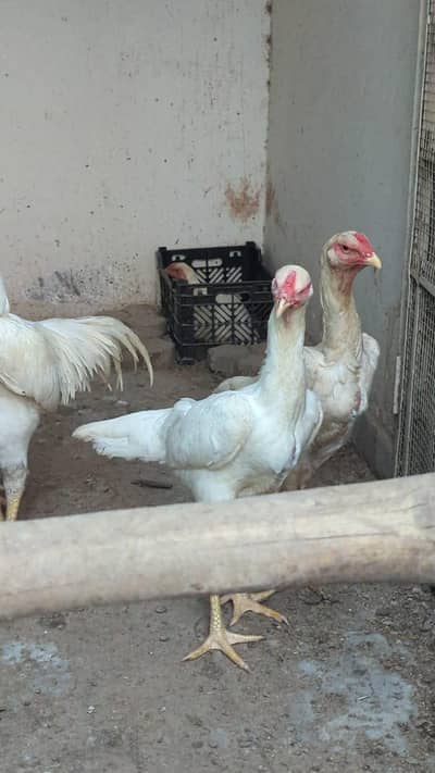 White Shamo Pair