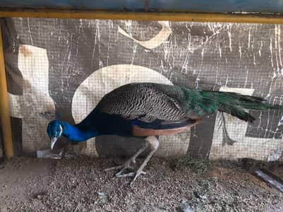 Blue shoulder male peacock