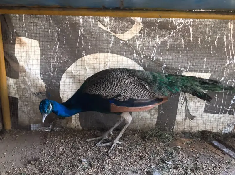 Blue shoulder male peacock