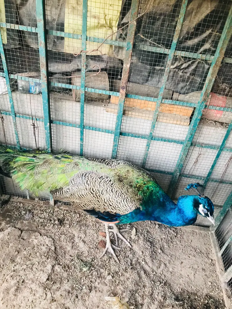 Blue shoulder male peacock — photo 2
