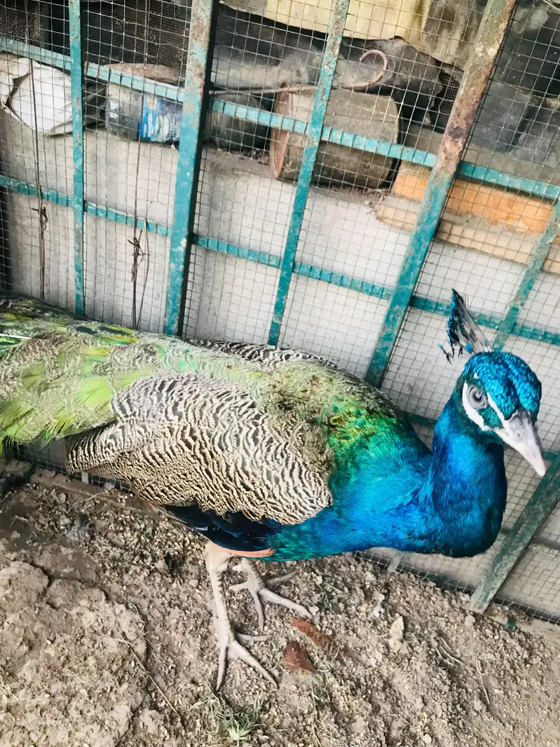 Blue shoulder male peacock — photo 3