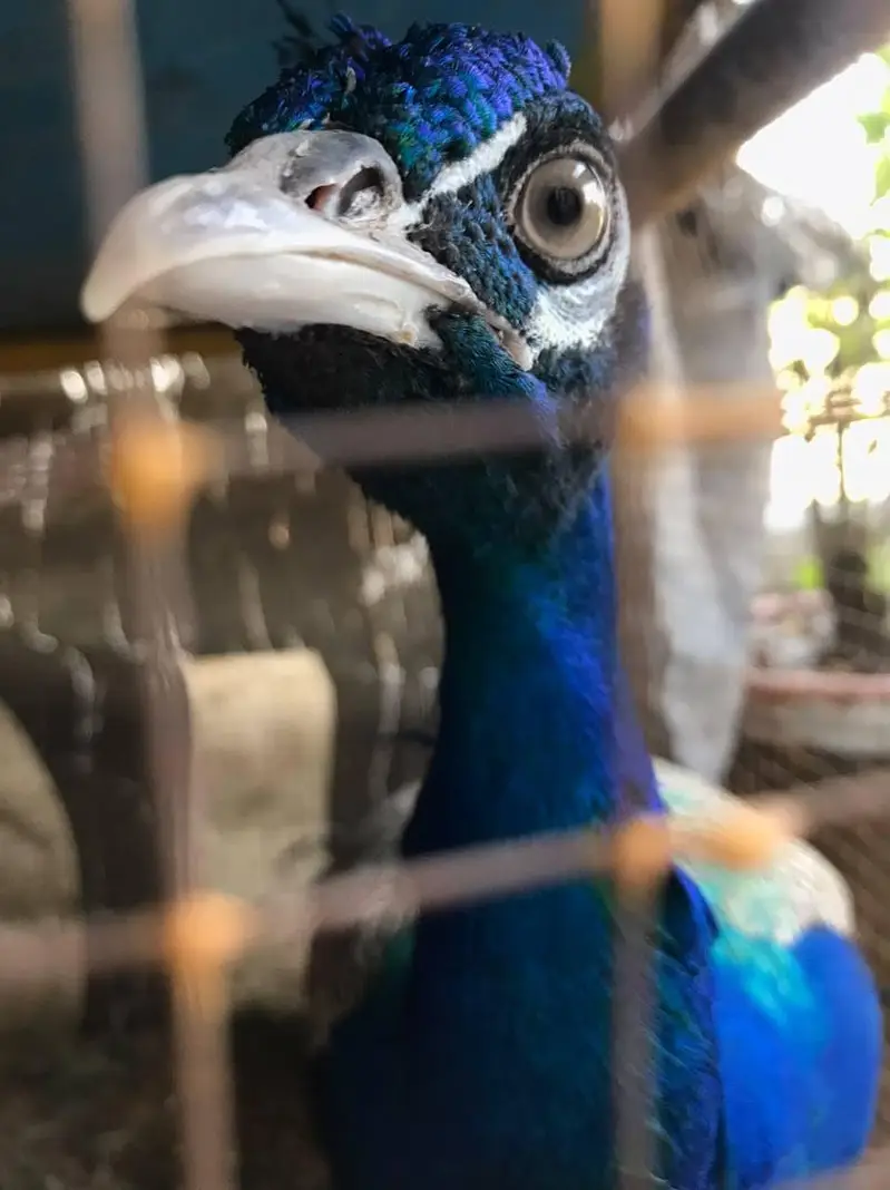 Blue shoulder male peacock — photo 4