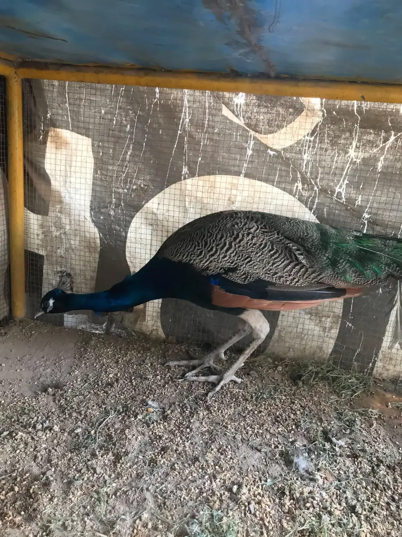 Blue shoulder male peacock — photo 5