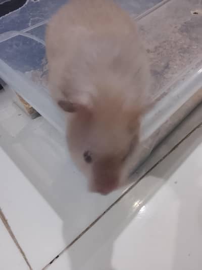 Hamster 