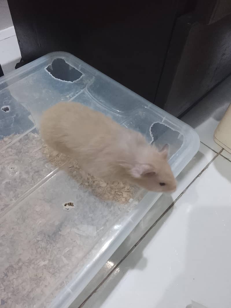 Hamster  1