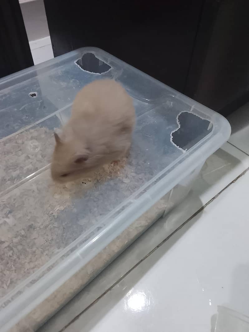 Hamster  2