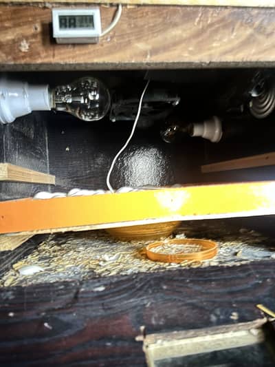 Incubator For Egge Hatching
