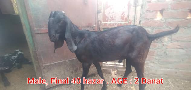 Make chani female 2 month and Desi Male 2 Danat. .  Full Active