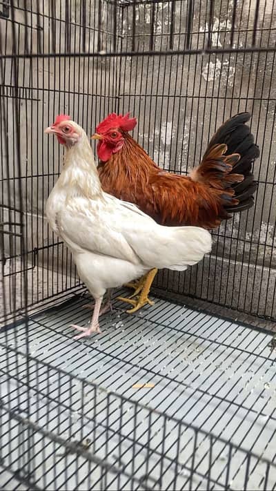 Pure Home Desi Hens Pair Egg Laying