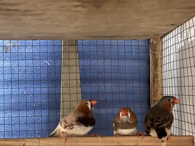 Finches for sale