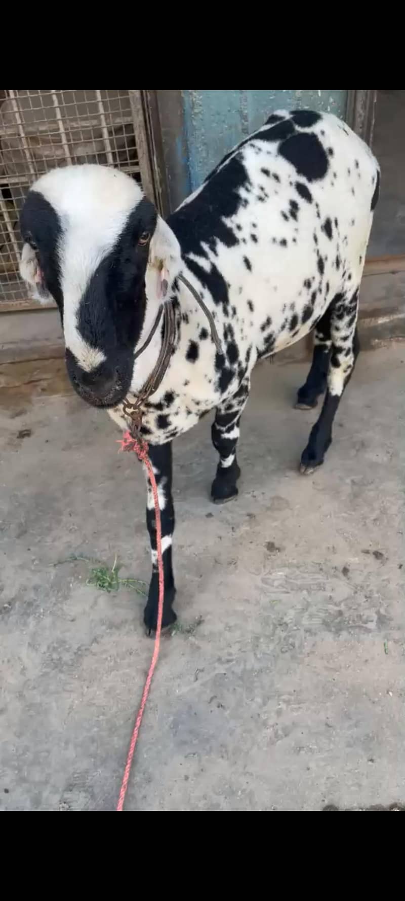 Munndhra Dumba 0