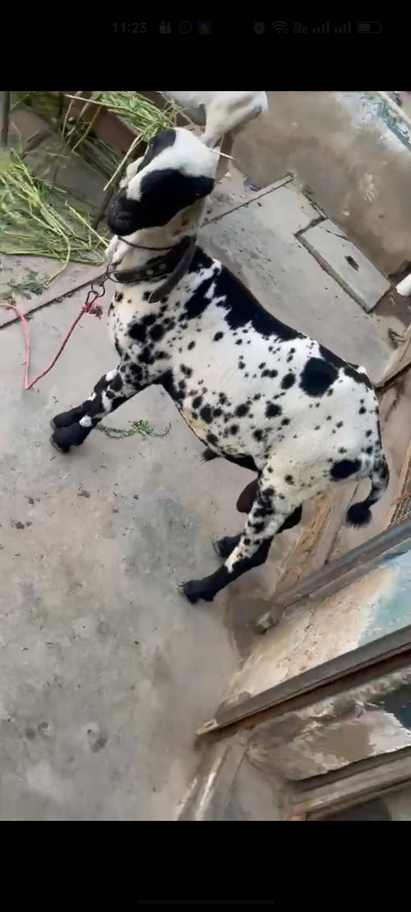 Munndhra Dumba 1