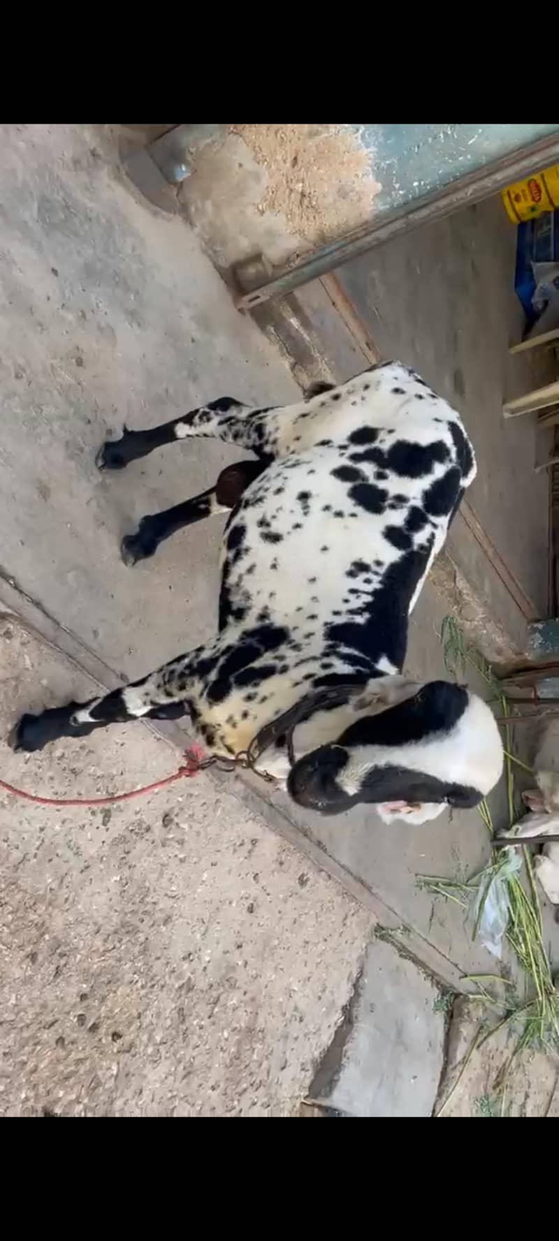 Munndhra Dumba 3