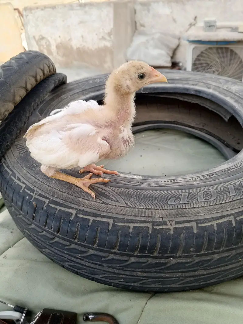 Heera/ white aseel chicks for sale