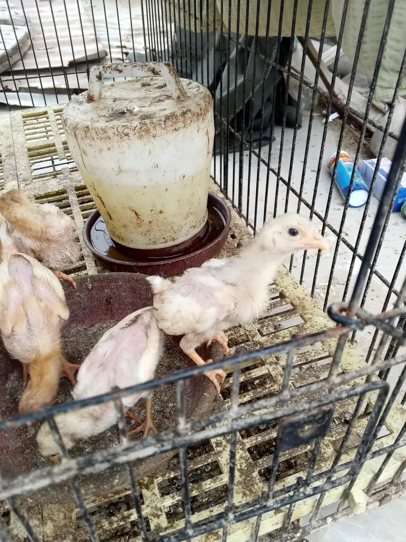Heera/ white aseel chicks for sale — photo 2