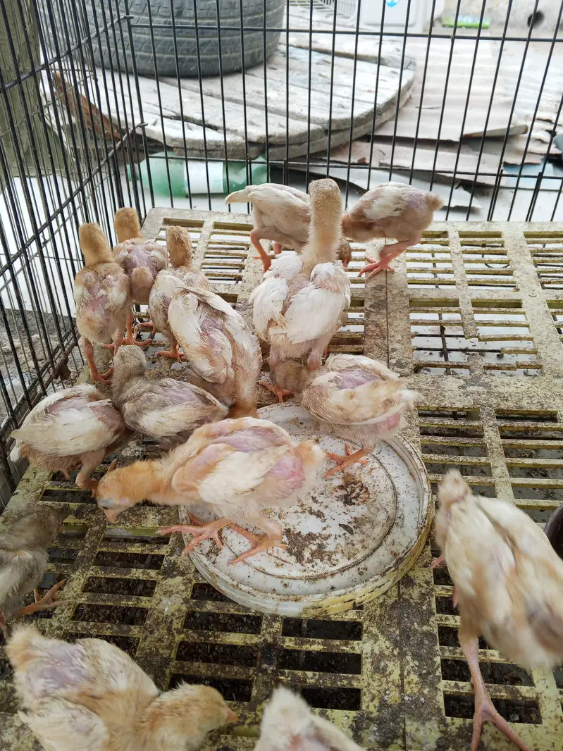 Heera/ white aseel chicks for sale — photo 3