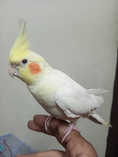 Beautiful Cocktail Parrot