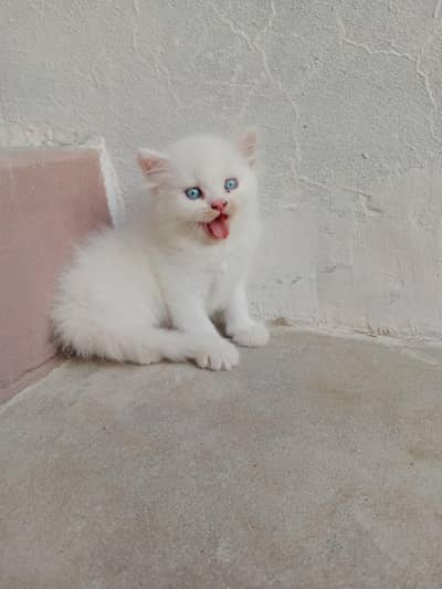 Persian