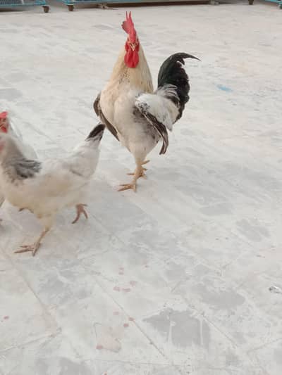 1 + 3 pair Misri