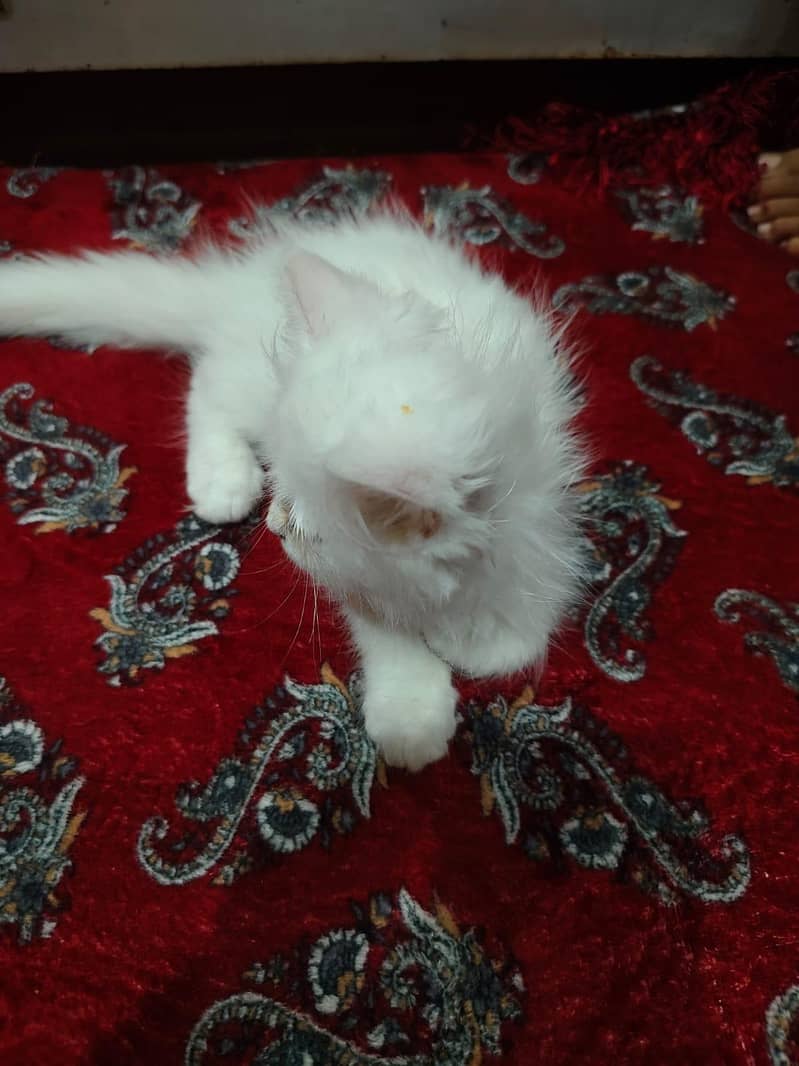 persain cat bule eyes 1