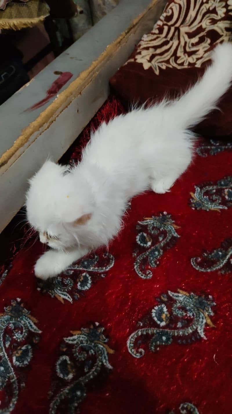 persain cat bule eyes 2