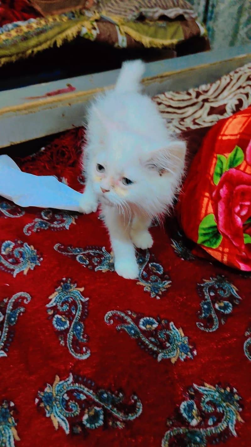persain cat bule eyes 3