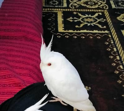 cockatiel
