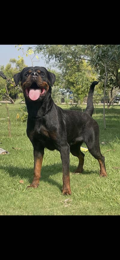 Top Breeder Rottweiler Female