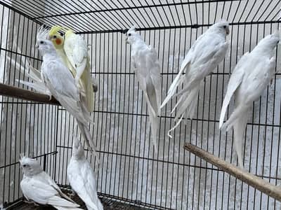 Breeder Cockatiels