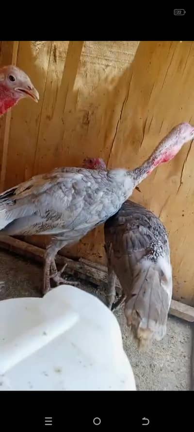 blue Turkey pair and 1 white brown female