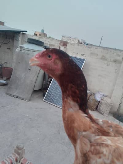 Aseel murga or murgi for sale hai