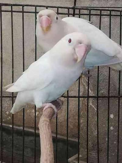 Albino red to black breeder pairs