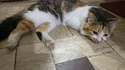 Persian cat