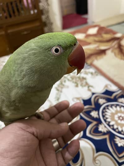 Raw Parrots