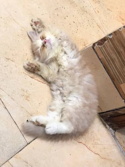 Persian kitten