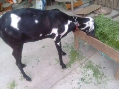 4 dant goat for sale