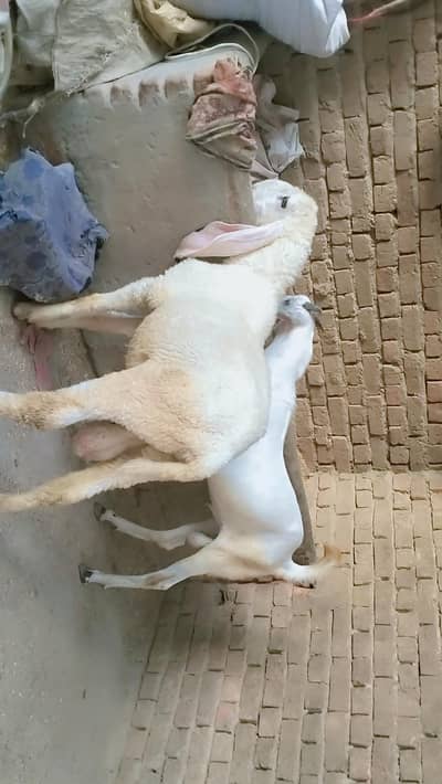 piuer dasi  kajla our bakra