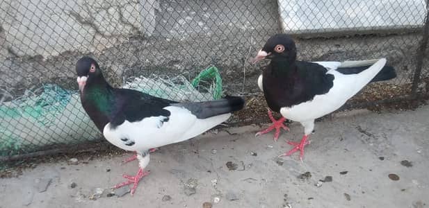 FANCY DANISH PEGION PAIR FOR SALE