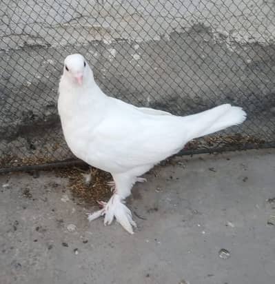 WHITE FANCY  PEGION  male FOR SALE