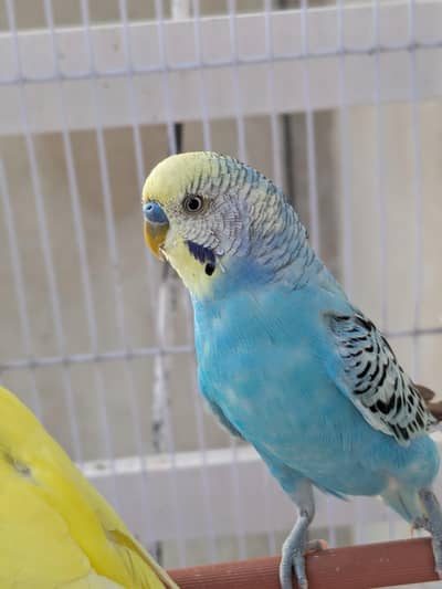 2 pair of budgies with new cage