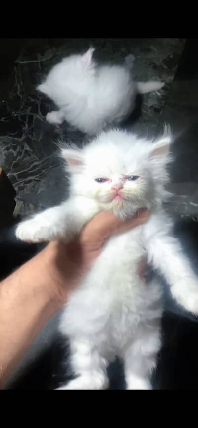 Punch face kittans available lahore